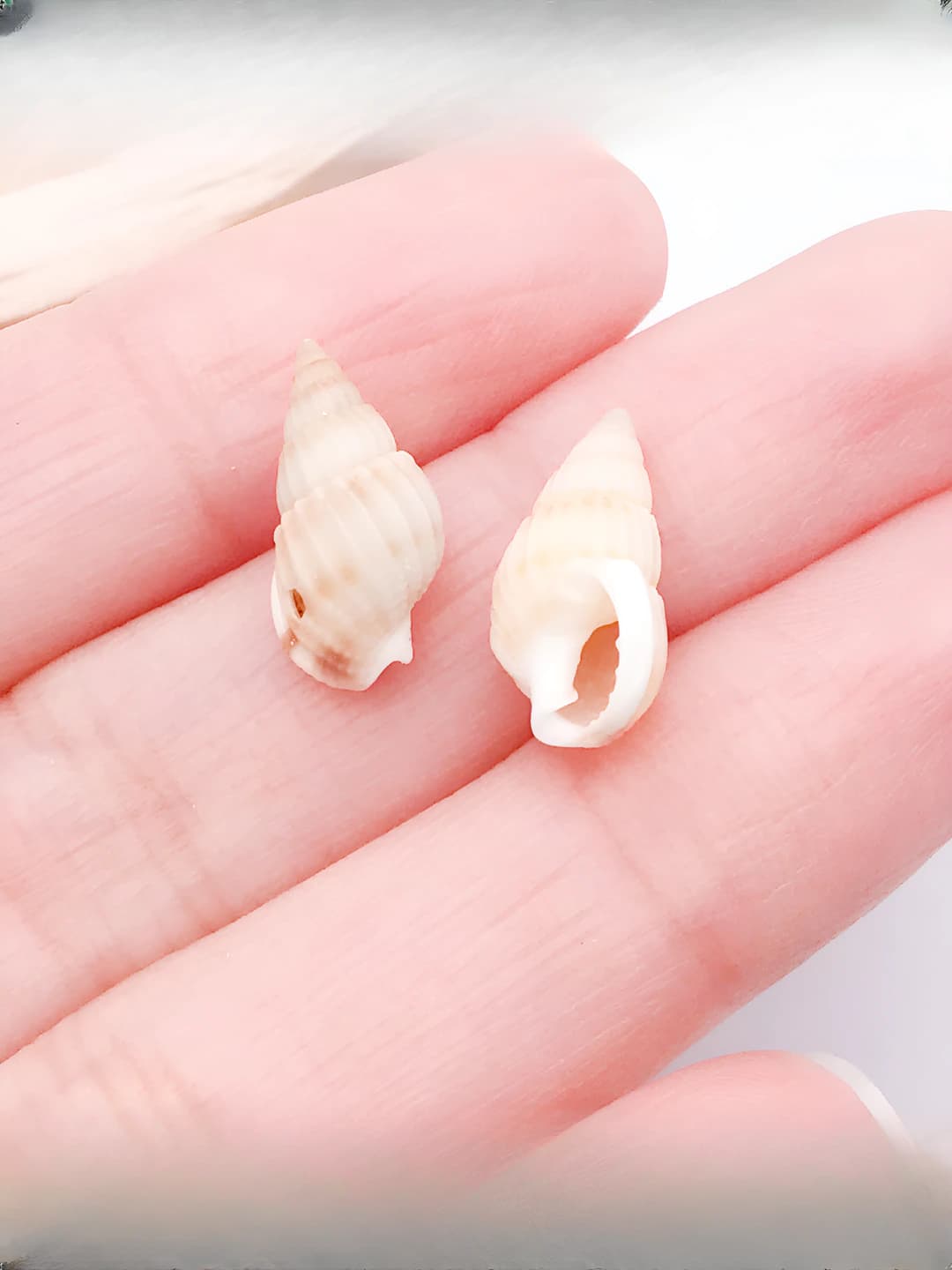 10g (taxminan 34 ta) teshikli kichik sariq chetli bej tabiiy dengiz qovurg'asi 15x7mm 0.29g