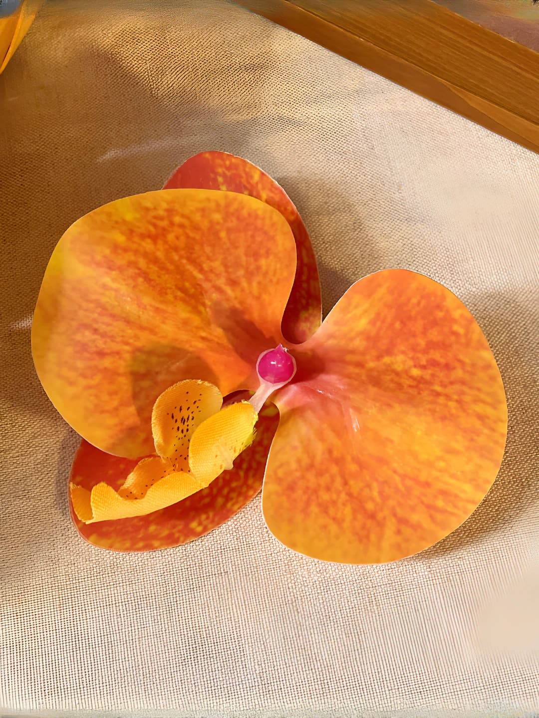 6# Phalaenopsis, orange