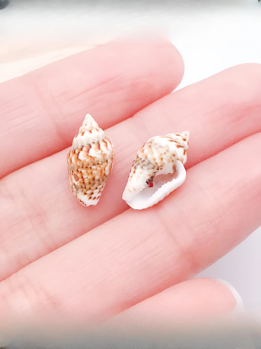 10g (taxminan 31 ta) teshikli qumli chetli qahva-oq tabiiy dengiz qovurg'asi 14x8mm 0.32g