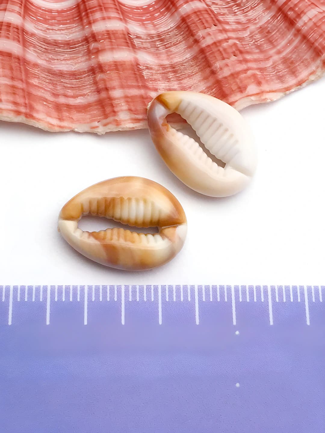1 dona akril dengiz shigiri 13x18mm-17276