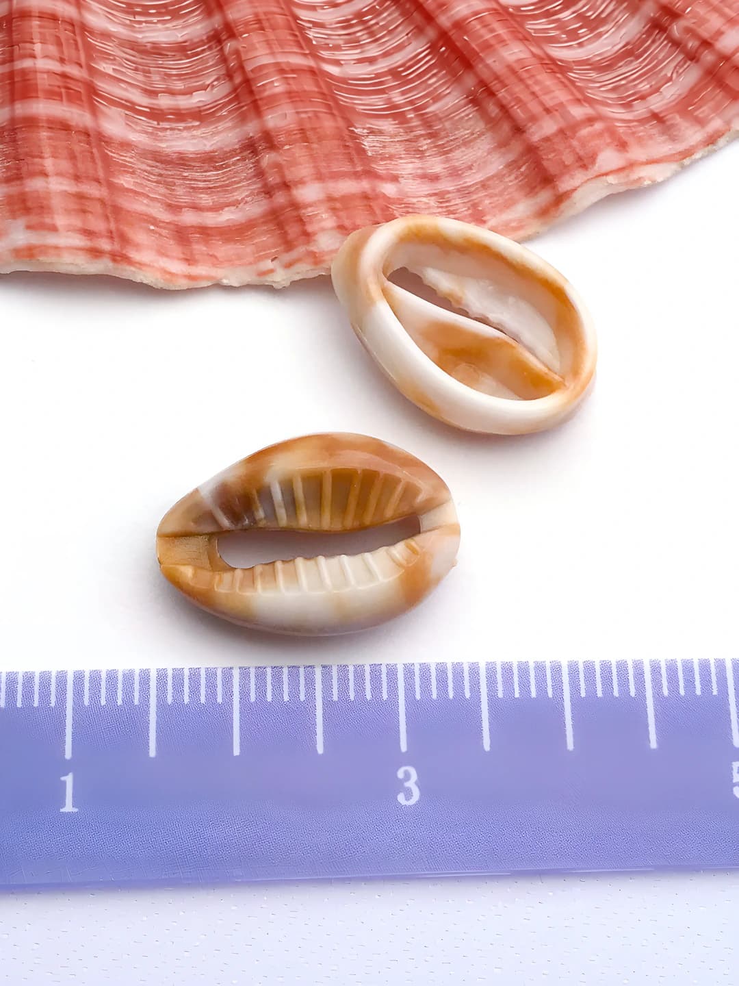 1 dona akril dengiz shigiri 13x18mm-17277